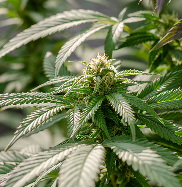 קישורים לקבוצות טלגרם