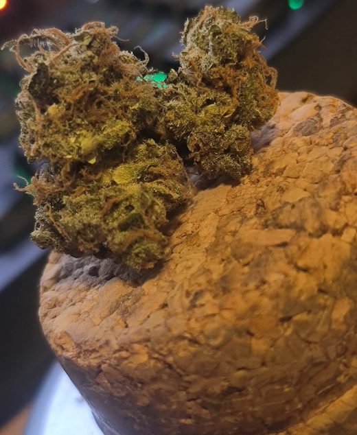 או סי אם (OCM) – סאטיבה T22/C4