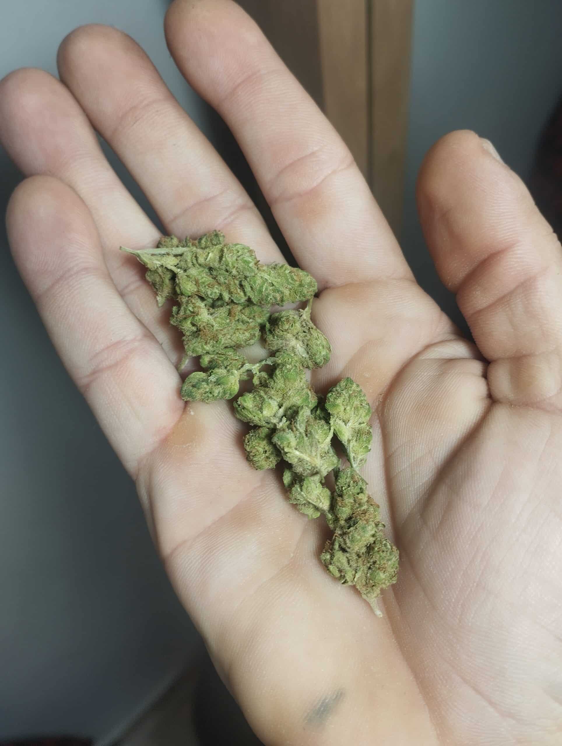 אפמ מיני (APM Mini) – אינדיקה T22/C4