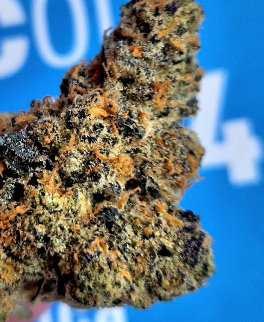 בוקוטי (Bucotti) – אינדיקה T22/C4