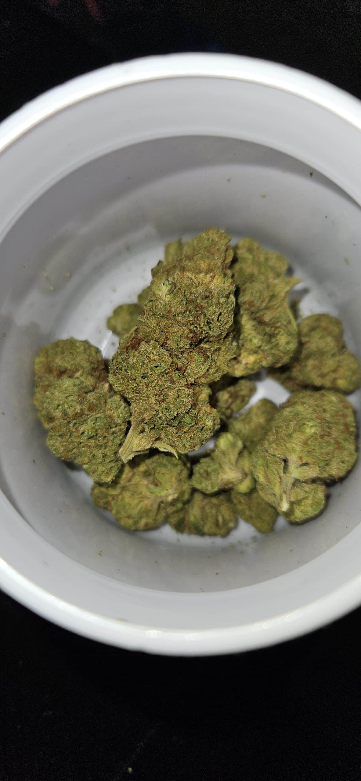 ג'י. או. ג'י (G.O.G) – סאטיבה T22/C4