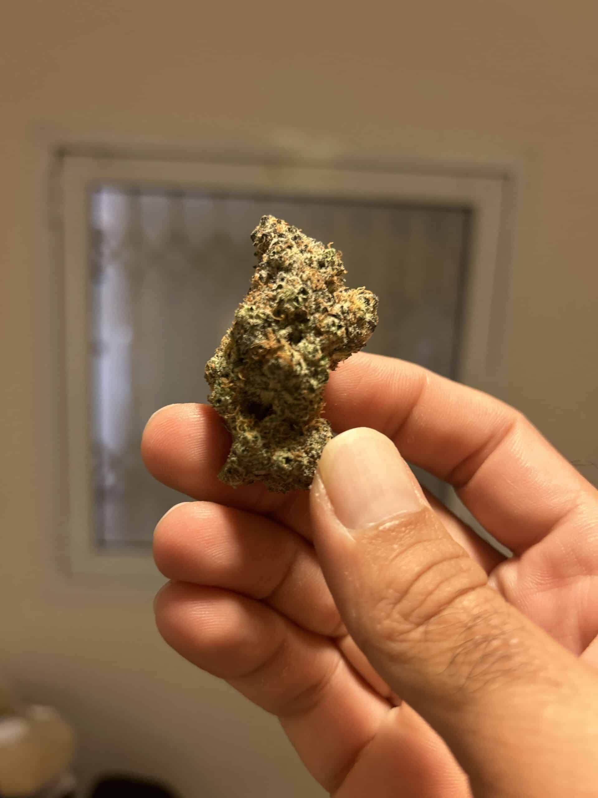 ג'י אם או.טי (GMO.T) – אינדיקה T22/C4