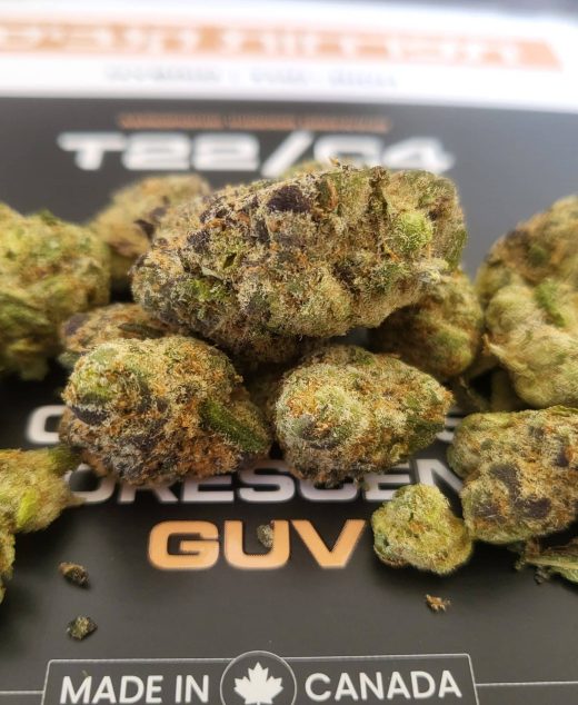 ג'י.יו.וי (GUV) – היבריד T22/C4