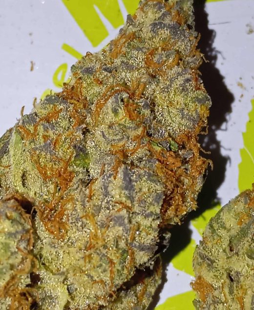 הופי (Hopi) – אינדיקה T22/C4