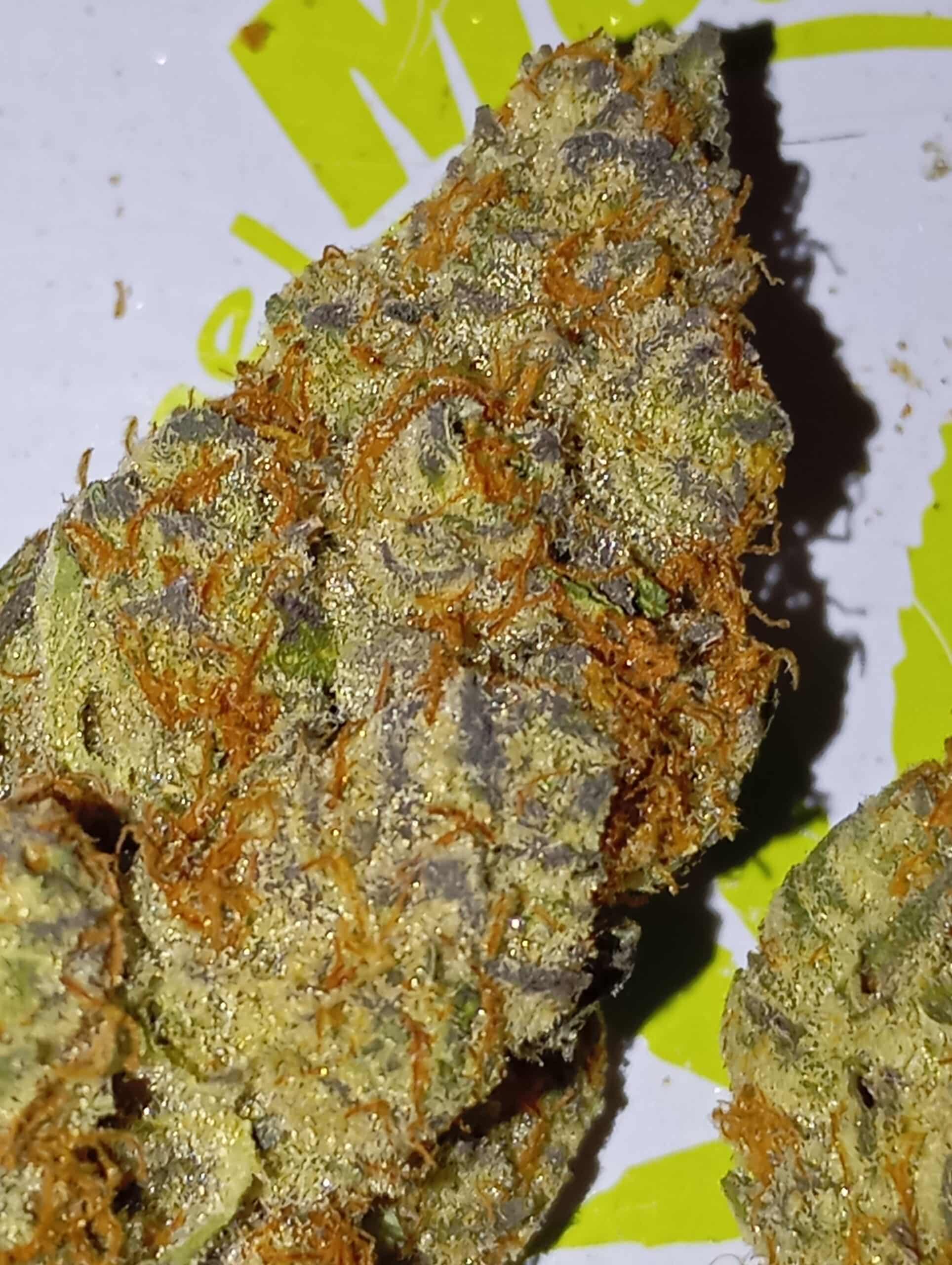 הופי (Hopi) – אינדיקה T22/C4