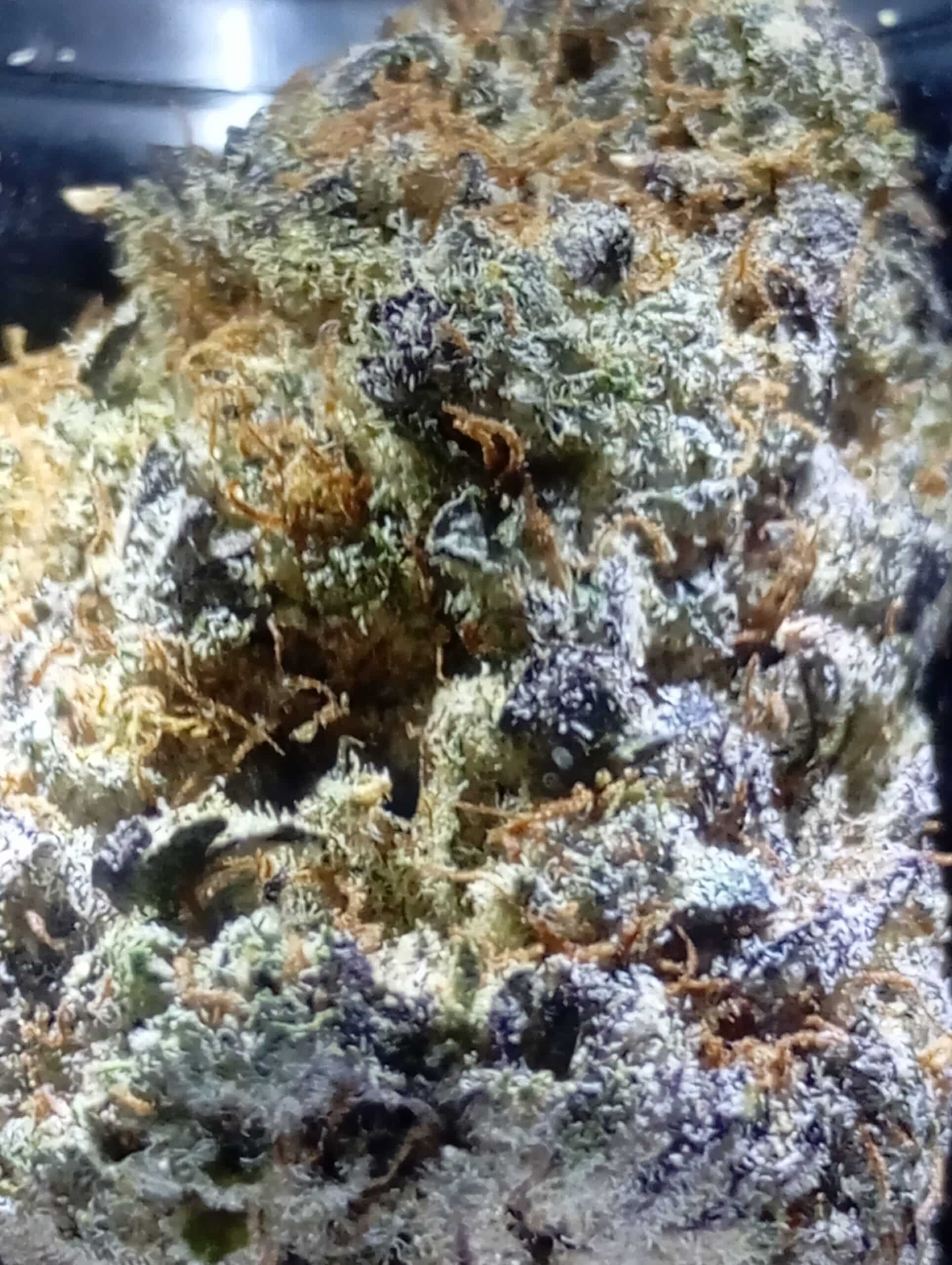 טי.אר.ג'י (TRG) – אינדיקה T22/C4