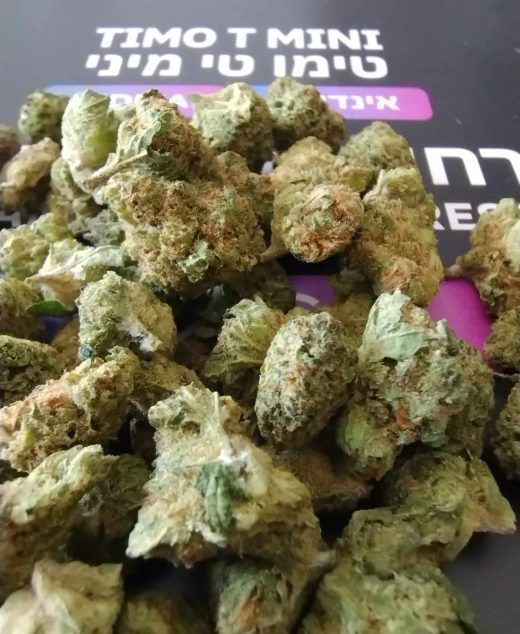 טימו טי מיני (Timo T Mini) – אינדיקה T22/C4