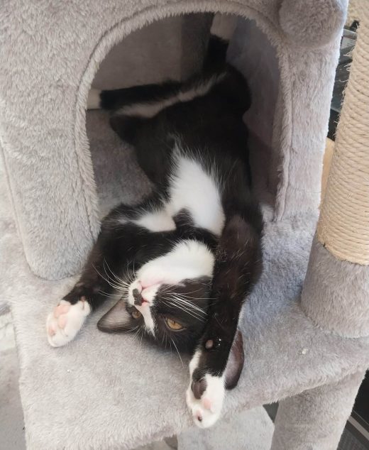 סבסטיאן (Sebastian) – אינדיקה T22/C4