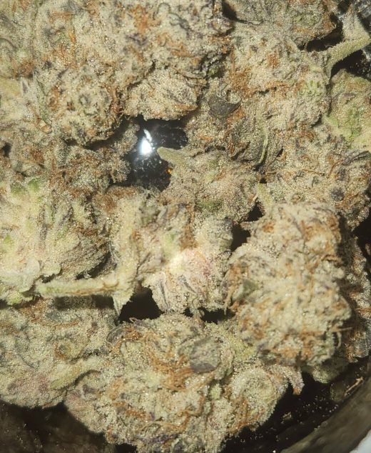 סולו סטראטה מיני (SOLO Strata Mini) – אינדיקה T22/C4