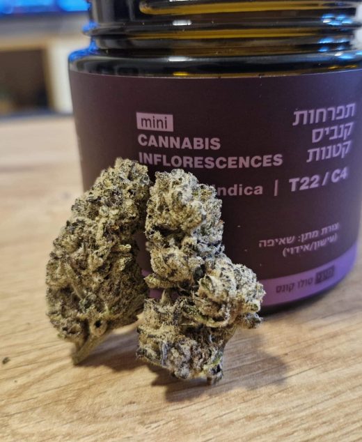 סולו קונס מיני (SOLO Koons Mini) – אינדיקה T22/C4