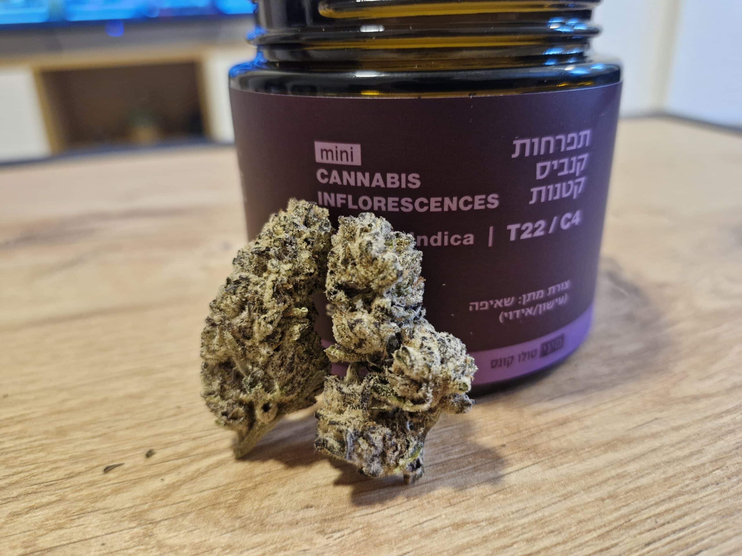 סולו קונס מיני (SOLO Koons Mini) – אינדיקה T22/C4