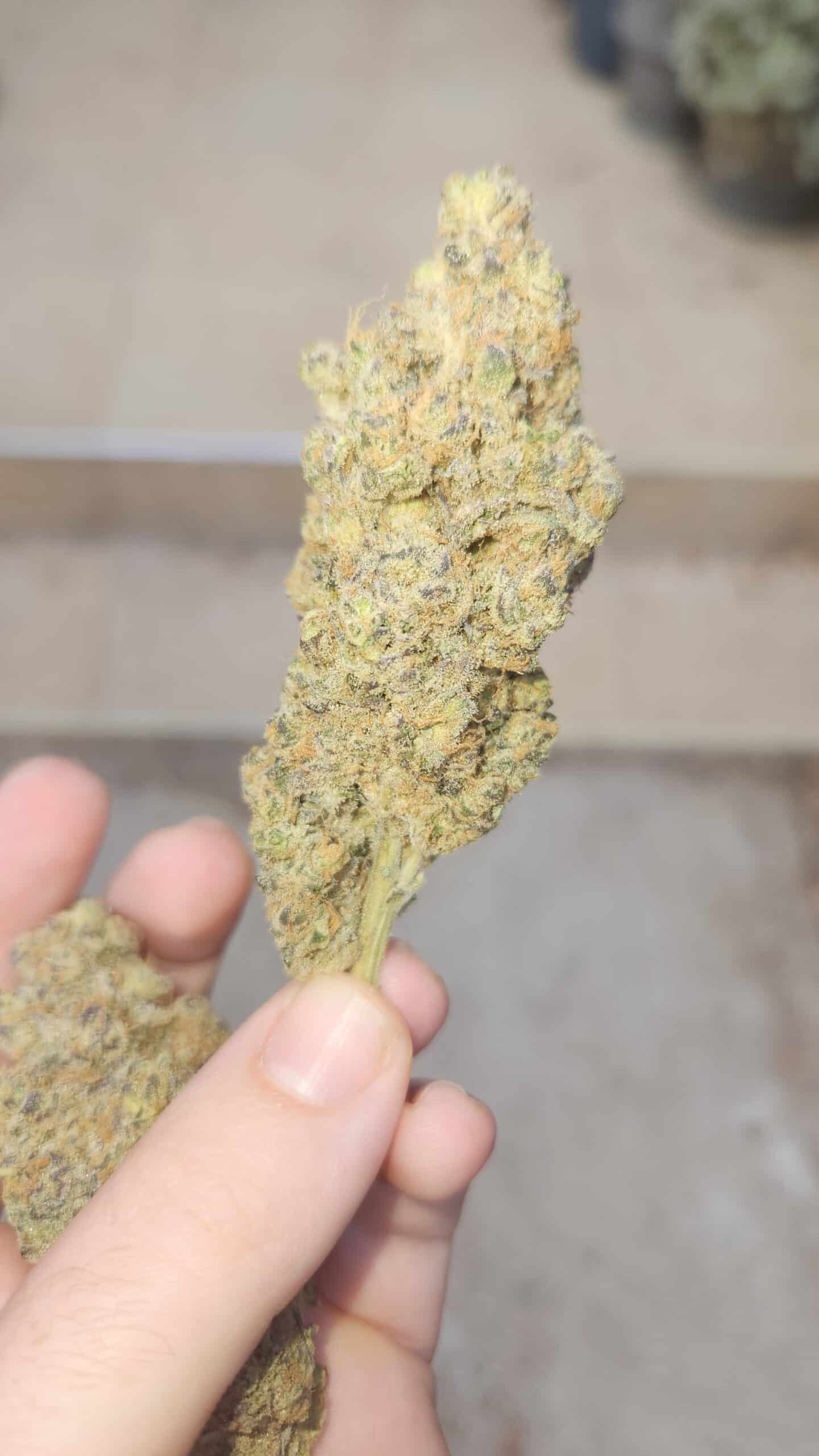 סרינה (Sarina) – סאטיבה T22/C4