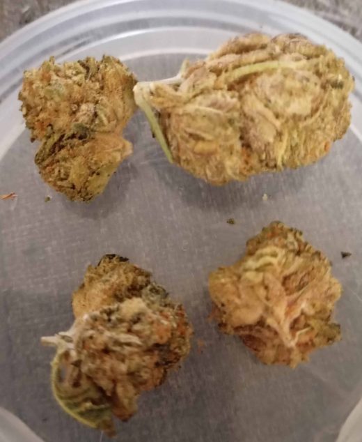 פו.בי (FU.B) – אינדיקה T22/C4