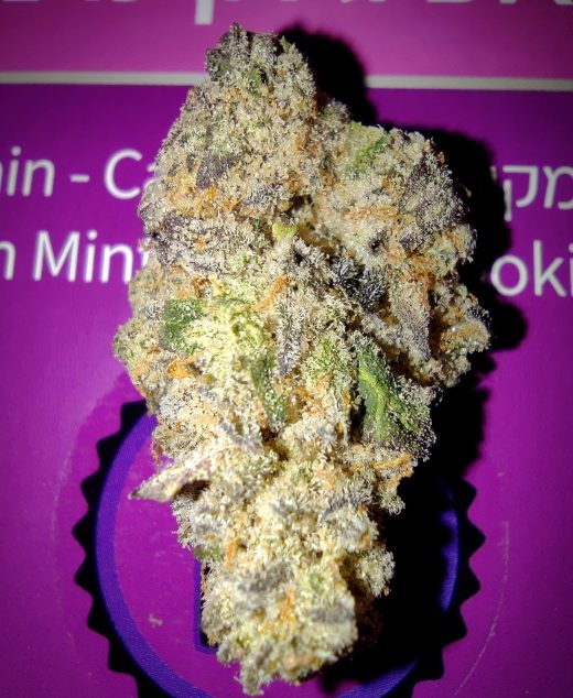 קאפ ג'אן מיניז (Cap Jun Miniz) – אינדיקה T22/C4